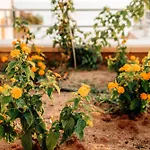 Acquamarina Per Gruppi E Famiglie A Capo Vaticano Costa Degli Dei 펜션 산타마리아
